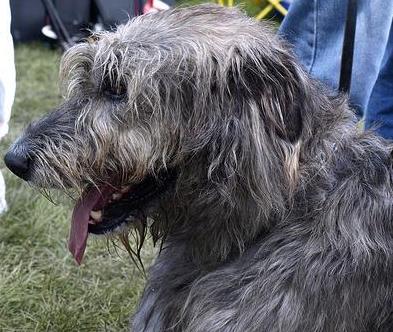 Scottish Deerhound